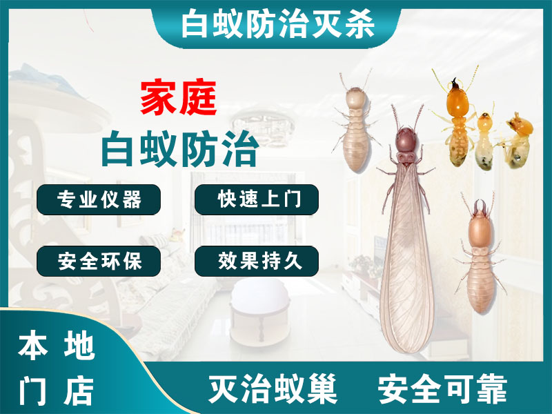 建德市家庭白蚁防治