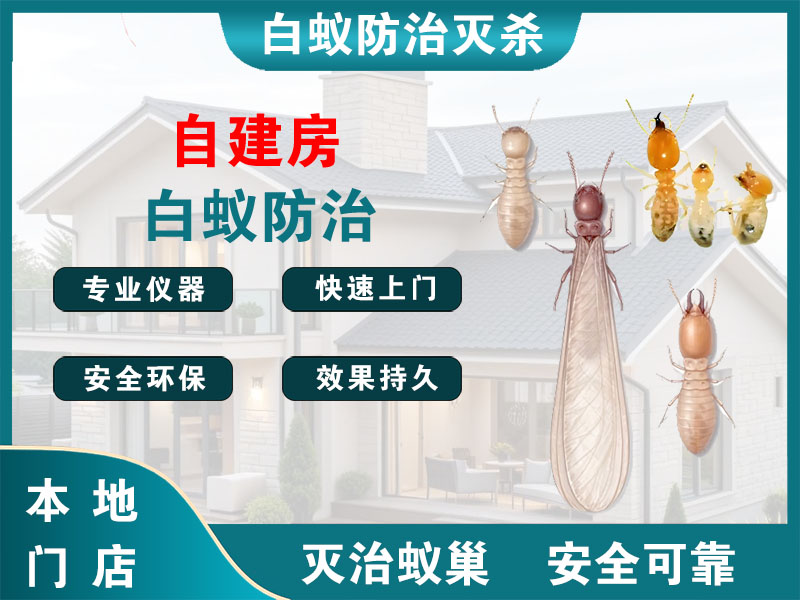 建德市自建房白蚁防治